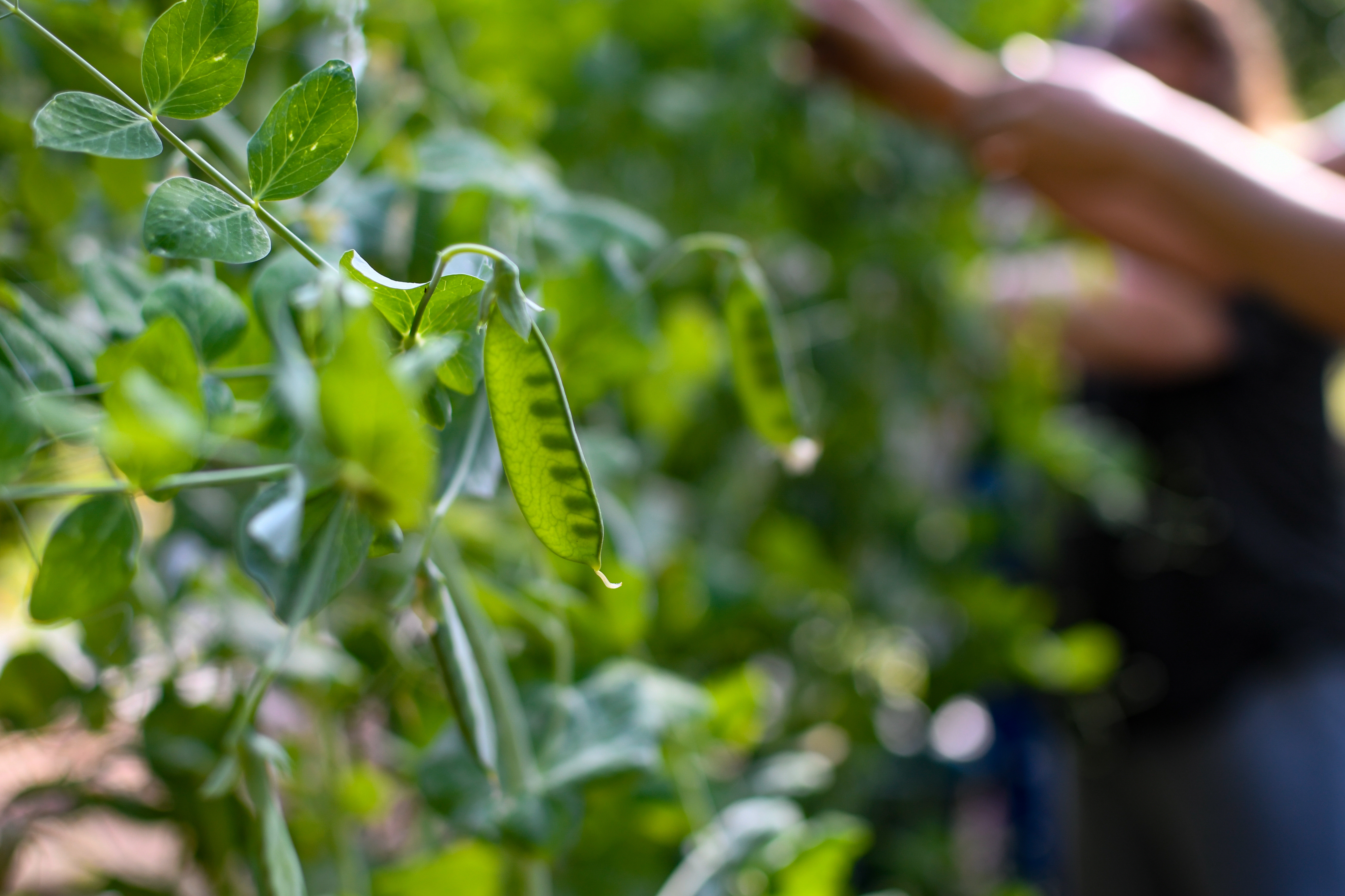 green beans on the vine