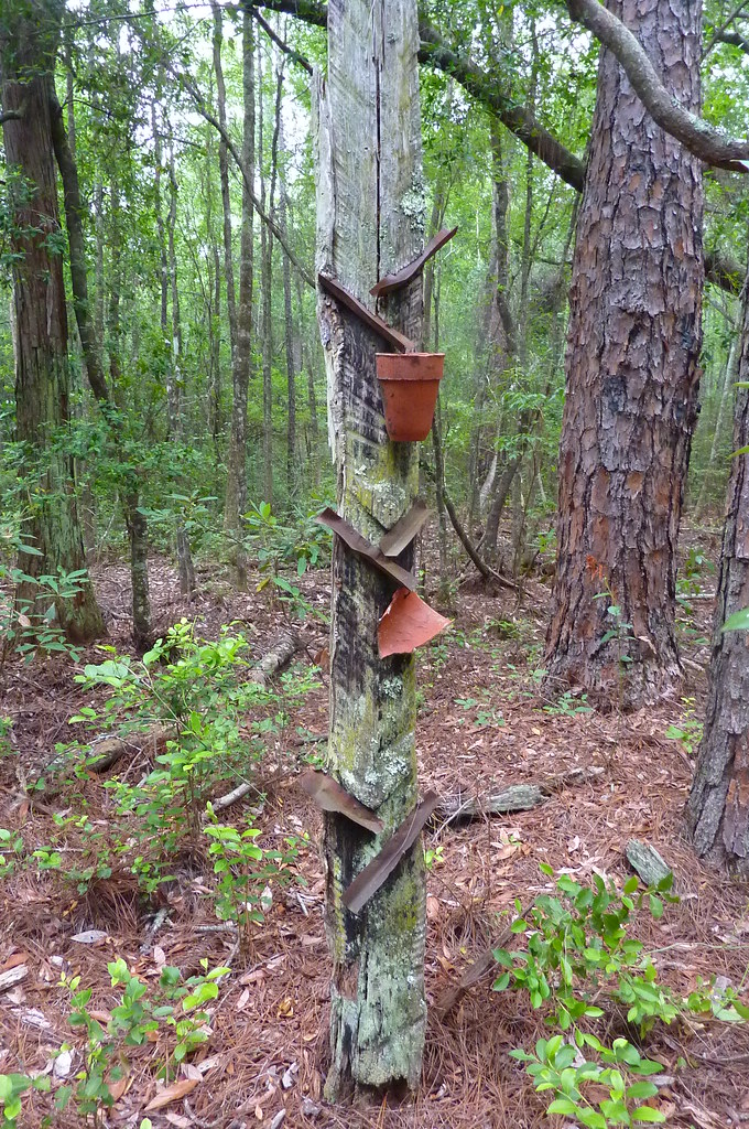 Historic turpentine cups and metal gutters attached to a pine tree used to collect resin in the naval stores industry.