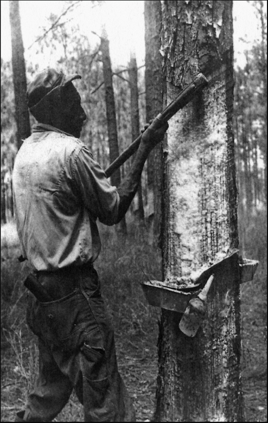 Historic photo of a turpentine worker scraping a pine tree to extend the resin face above a collection cup.