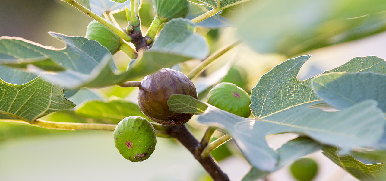 Ripe and unripe figs growing on a branch surrounded by green leaves.
