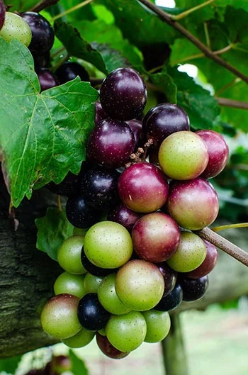 Grapes Ripening on the Vine Cluster of red, purple, and green grapes growing on a vine among large green leaves.