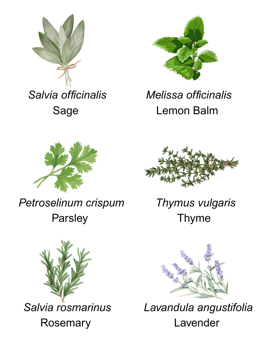 Common Culinary and Medicinal Herbs Illustration Illustration of six herbs labeled with scientific and common names: sage, lemon balm, parsley, thyme, rosemary, and lavender.