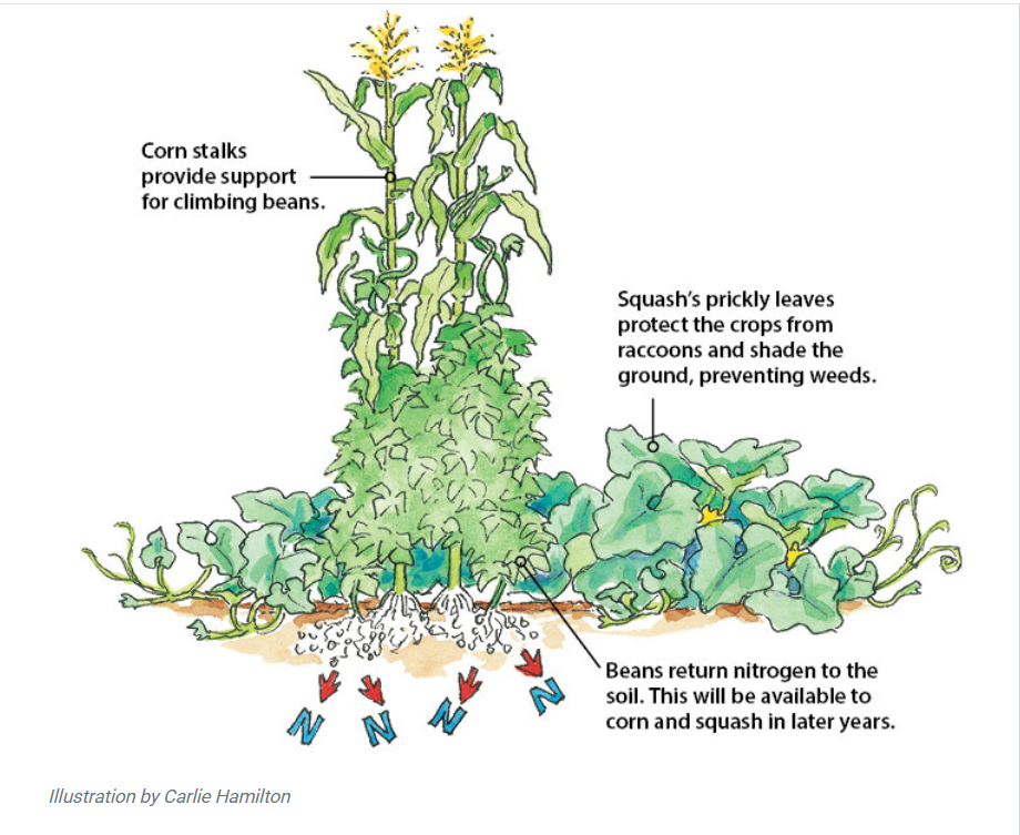 Illustration showing corn, beans, and squash growing together in the Three Sisters planting method.