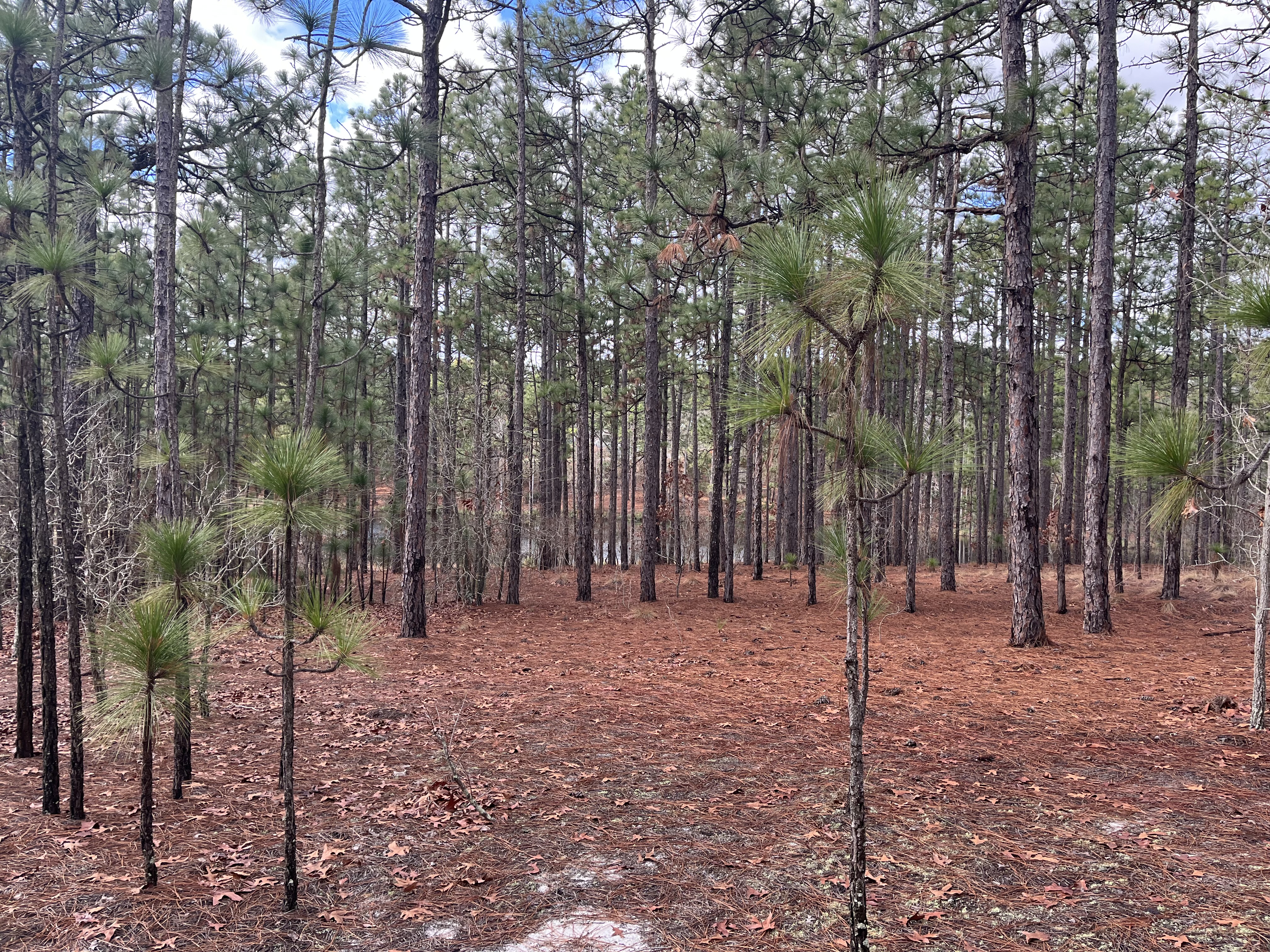Back pinestand at the SCC Horticultural Gardens with young longleaf pines and a pine needle-covered forest floor.