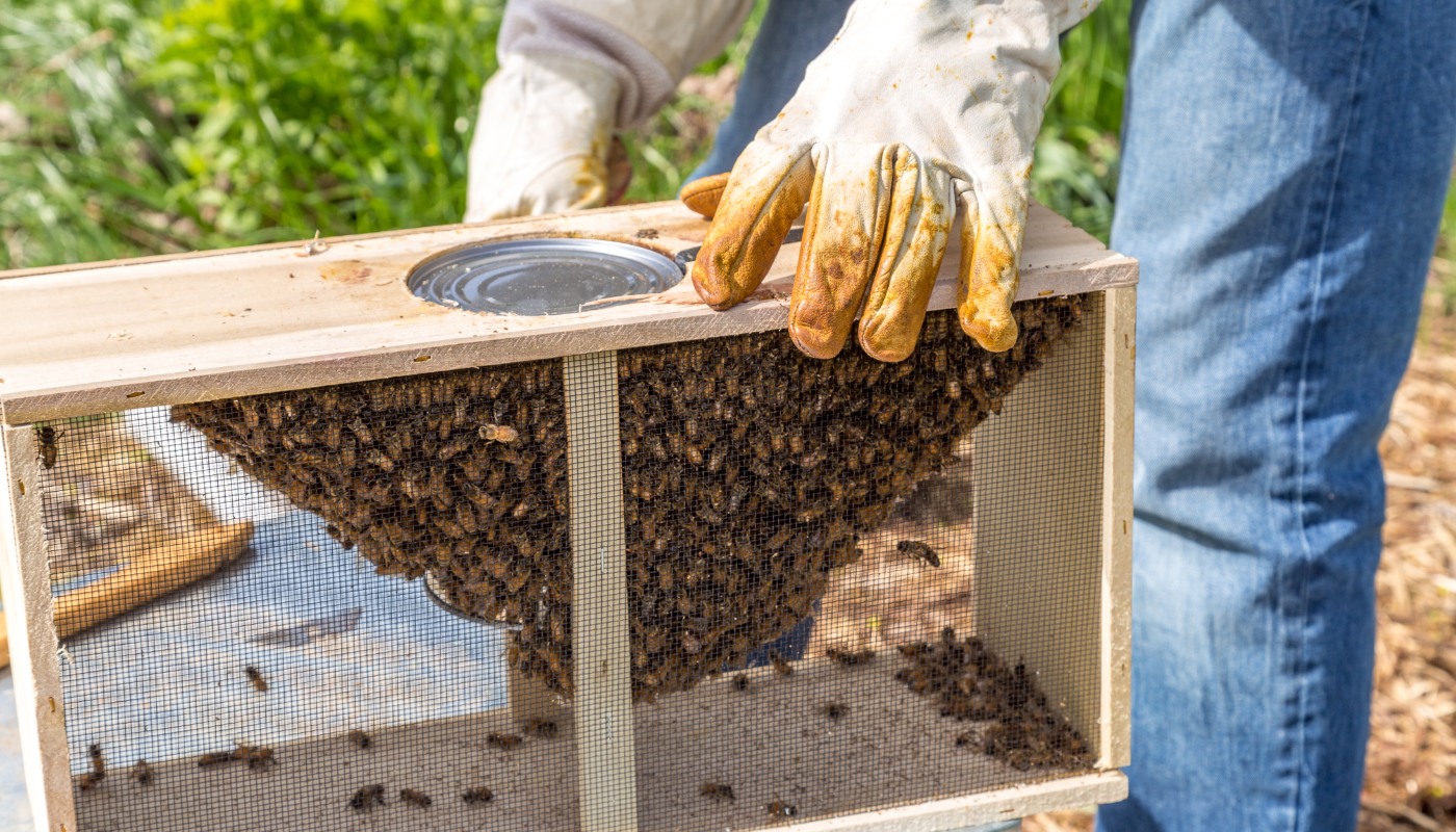 Pictured is someone pulling honey up from a comb.